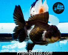 Load image into Gallery viewer, Panda Oranda Goldfish Premium Grade ~2-2.5 inches (body only)