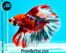 Load image into Gallery viewer, Candy Koi Rosetail Halfmoon Male