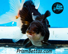 Load image into Gallery viewer, Panda Oranda Goldfish Premium Grade ~2-2.5 inches (body only)