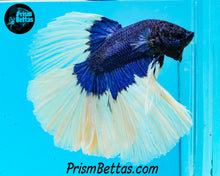 Load image into Gallery viewer, Blue Butteerfly Rosetail Halfmoon Male