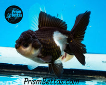 Load image into Gallery viewer, Panda Oranda Goldfish Premium Grade ~2-2.5 inches (body only)