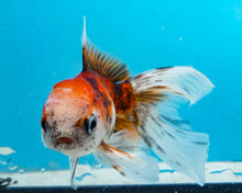 Load image into Gallery viewer, Calico Oranda (2.75-3.5 inches) 2/$35