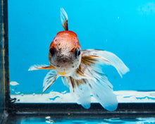 Load image into Gallery viewer, Calico Oranda (2.75-3.5 inches) 2/$35