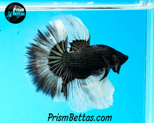 Load image into Gallery viewer, Copper Butterfly Halfmoon Male