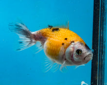 Load image into Gallery viewer, Yellow Calico Pearlscale (2-2.75 inches) 2/$35