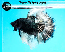 Load image into Gallery viewer, Copper Butterfly Halfmoon Male