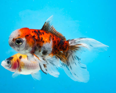 Calico Oranda (2.75-3.5 inches) 2/$35