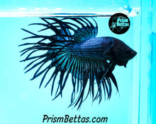 Load image into Gallery viewer, Black Orchid Crowntail Male