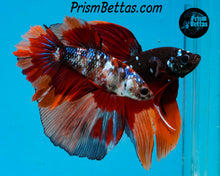 Load image into Gallery viewer, Candy Koi Halfmoon Female