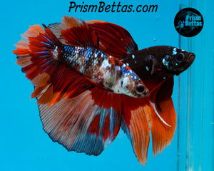 Candy Koi Halfmoon Female