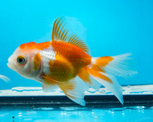 Load image into Gallery viewer, Orange and White Oranda (2.75-3.5 inches) 2/$35