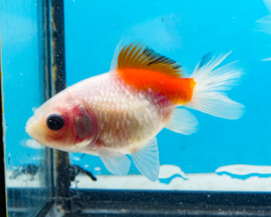 Red and White Pearlscale (2-2.75 inches) 2/$35