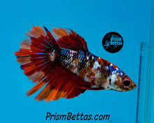 Load image into Gallery viewer, Candy Koi Halfmoon Female