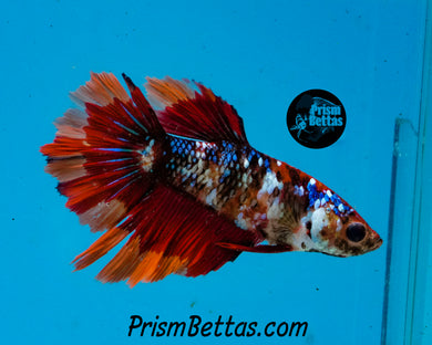 Candy Koi Halfmoon Female