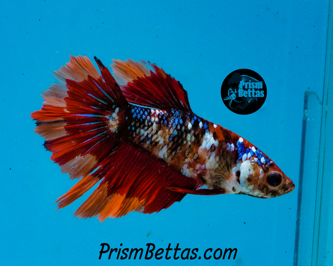 Candy Koi Halfmoon Female