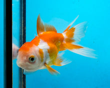 Load image into Gallery viewer, Orange and White Oranda (2.75-3.5 inches) 2/$35