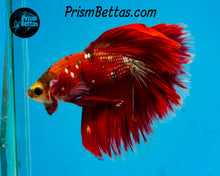 Load image into Gallery viewer, Galaxy Koi Halfmoon Male