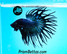 Load image into Gallery viewer, Black Orchid Crowntail Male