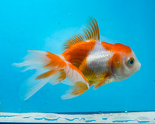 Load image into Gallery viewer, Orange and White Oranda (2.75-3.5 inches) 2/$35