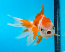 Load image into Gallery viewer, Orange and White Oranda (2.75-3.5 inches) 2/$35