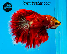 Load image into Gallery viewer, Galaxy Koi Halfmoon Male