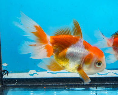 Orange and White Oranda (2.75-3.5 inches) 2/$35