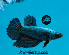 Load image into Gallery viewer, Turquoise Halfmoon Female