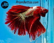 Load image into Gallery viewer, Hellboy Rosetail Halfmoon Male