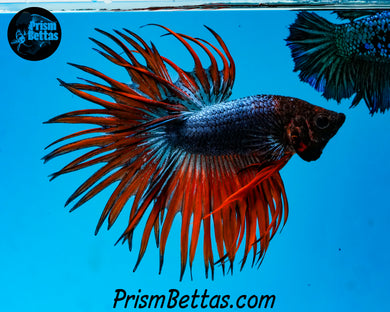 Blue Fire Crowntail Male