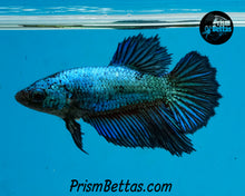 Load image into Gallery viewer, Turquoise Halfmoon Female