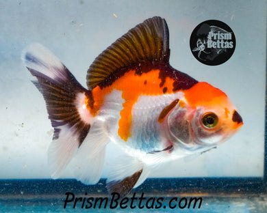 Tri Color Oranda Goldfish