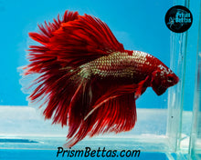 Load image into Gallery viewer, Hellboy Rosetail Halfmoon Male
