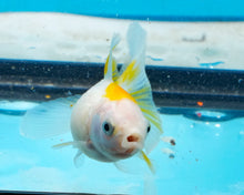 Load image into Gallery viewer, Yellow and White Pearlscale (2-2.75 inches) 2/$35