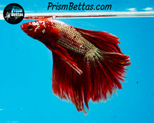 Load image into Gallery viewer, Hellboy Rosetail Halfmoon Male