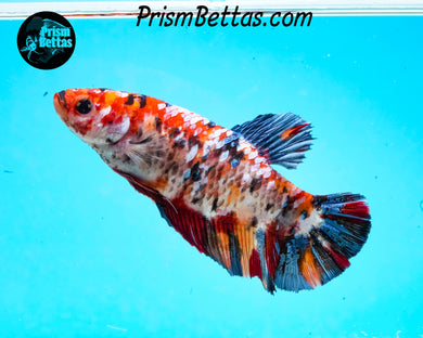 Candy Koi Giant Halfmoon Plakat Female