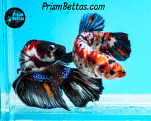 Load image into Gallery viewer, Candy Koi Giant Halfmoon Plakat Female