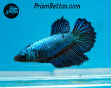 Load image into Gallery viewer, Turquoise Halfmoon Female
