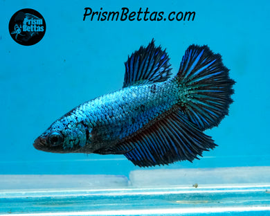 Turquoise Halfmoon Female