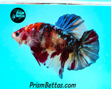 Load image into Gallery viewer, Koi Giant Halfmoon Plakat Male