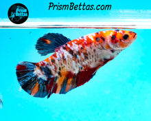 Load image into Gallery viewer, Candy Koi Giant Halfmoon Plakat Female