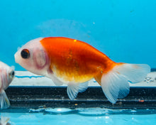 Load image into Gallery viewer, Orange and White Ranchu(2-2.75 inches) 2/$35