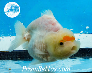 Tancho Sharkchu Goldfish Confirmed Female Premium Grade ~3.5+ inches (body only) FREE UPS OVERNIGHT UPGRADE