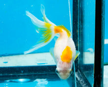 Load image into Gallery viewer, Yellow and White Pearlscale (2-2.75 inches) 2/$35