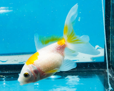 Yellow and White Pearlscale (2-2.75 inches) 2/$35