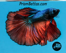 Load image into Gallery viewer, Blue Fire Halfmoon Male