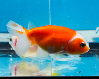 Orange and White Ranchu(2-2.75 inches) 2/$35