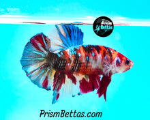 Load image into Gallery viewer, Koi Giant Halfmoon Plakat Male