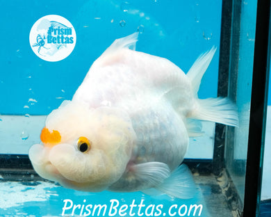 Tancho Sharkchu Goldfish Confirmed Female Premium Grade ~3.5+ inches (body only) FREE UPS OVERNIGHT UPGRADE