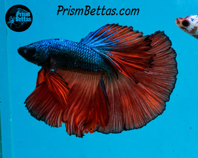 Blue Fire Halfmoon Male