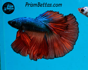 Blue Fire Halfmoon Male